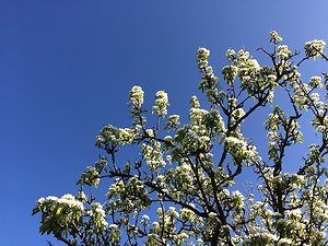 Home. blossom