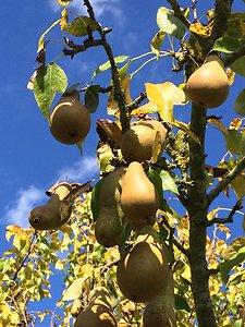 Home. pears